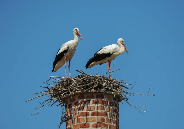 Birds on chimney.